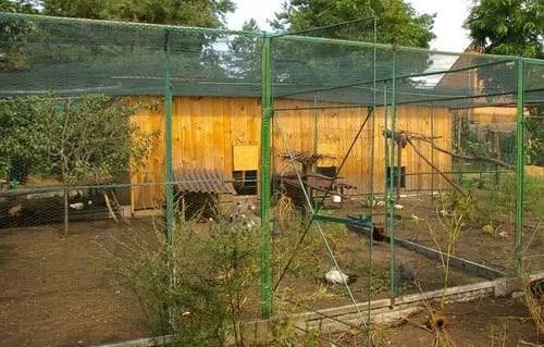 Jak zrobić ogrodzenie dla kur: proste kroki i najczęstsze błędy